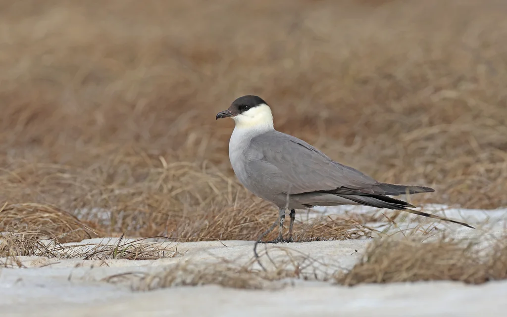 长尾贼鸥(Stercorarius longicaudus)