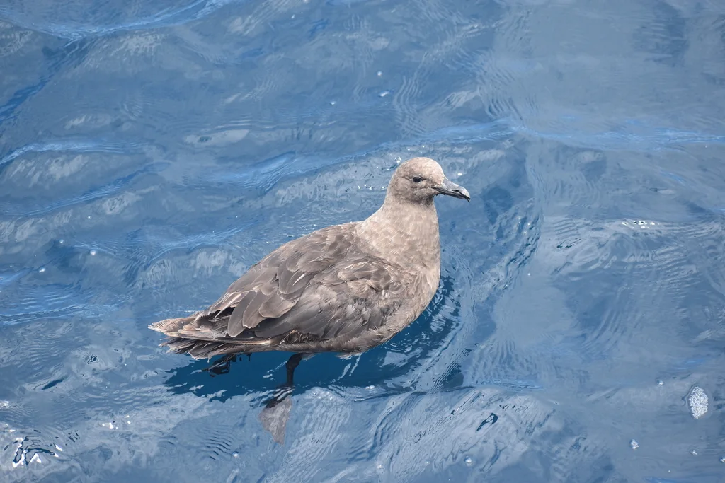 南极贼鸥(Stercorarius maccormicki)