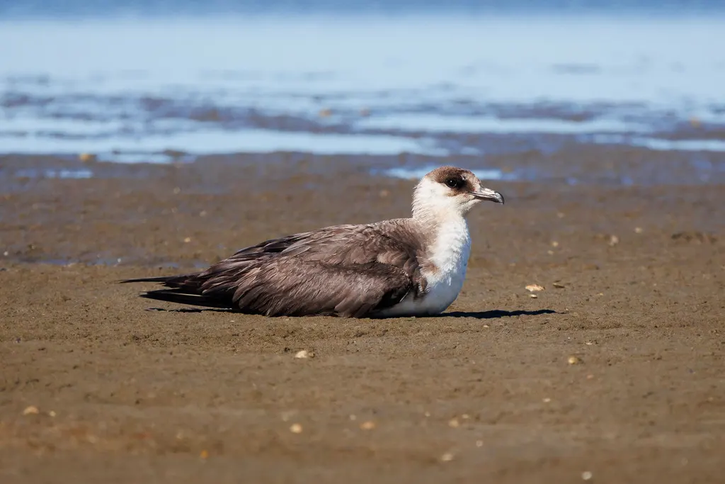 短尾贼鸥(Stercorarius parasiticus)