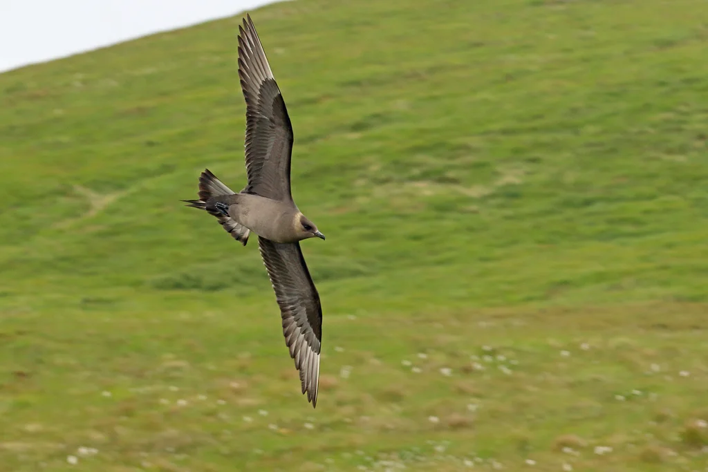 短尾贼鸥(Stercorarius parasiticus)