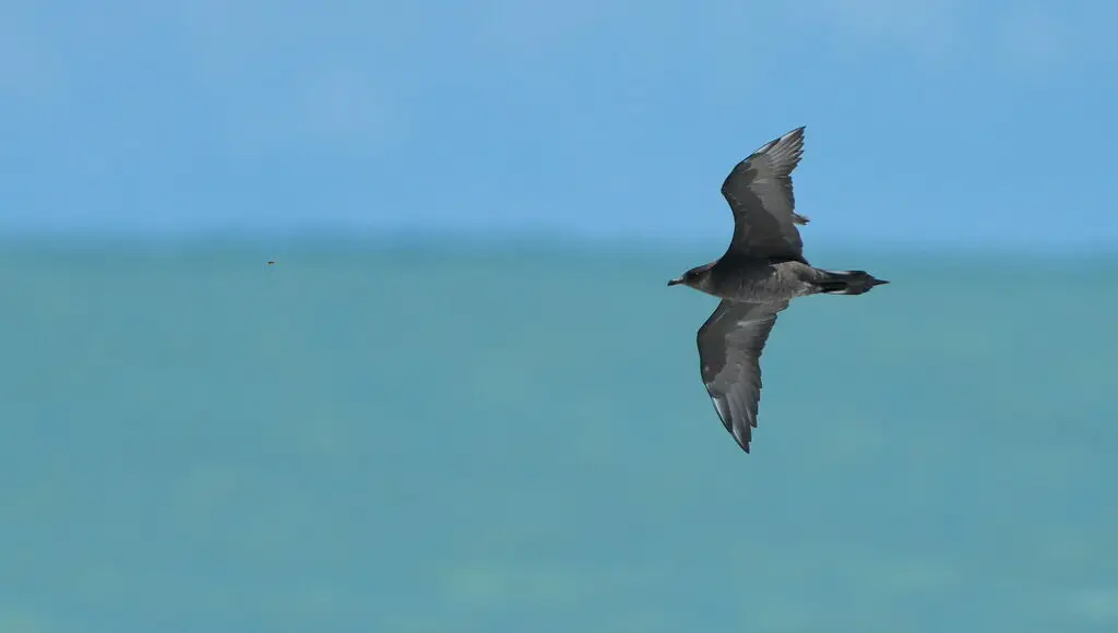 短尾贼鸥(Stercorarius parasiticus)