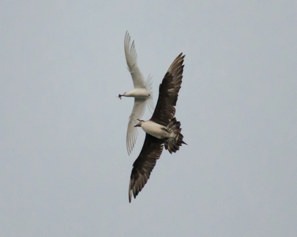 短尾贼鸥(Stercorarius parasiticus)