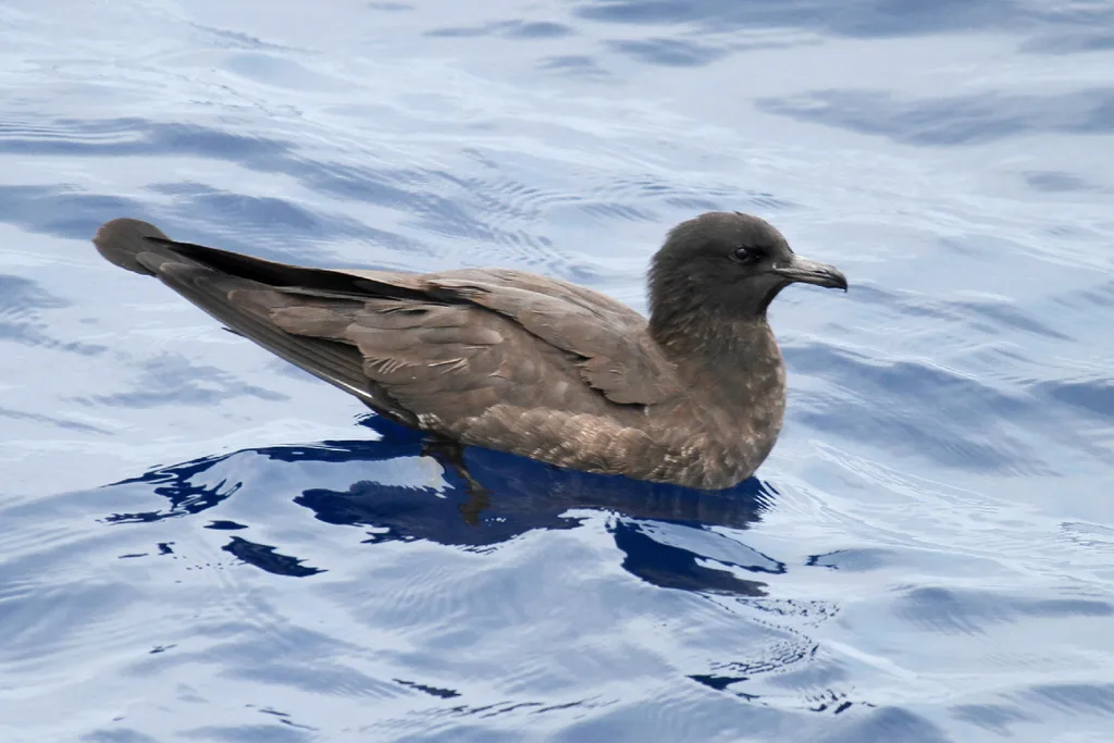 中贼鸥（Stercorarius pomarinus）