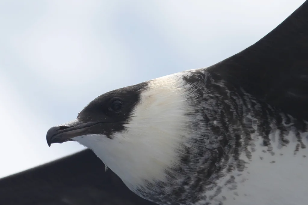 中贼鸥（Stercorarius pomarinus）