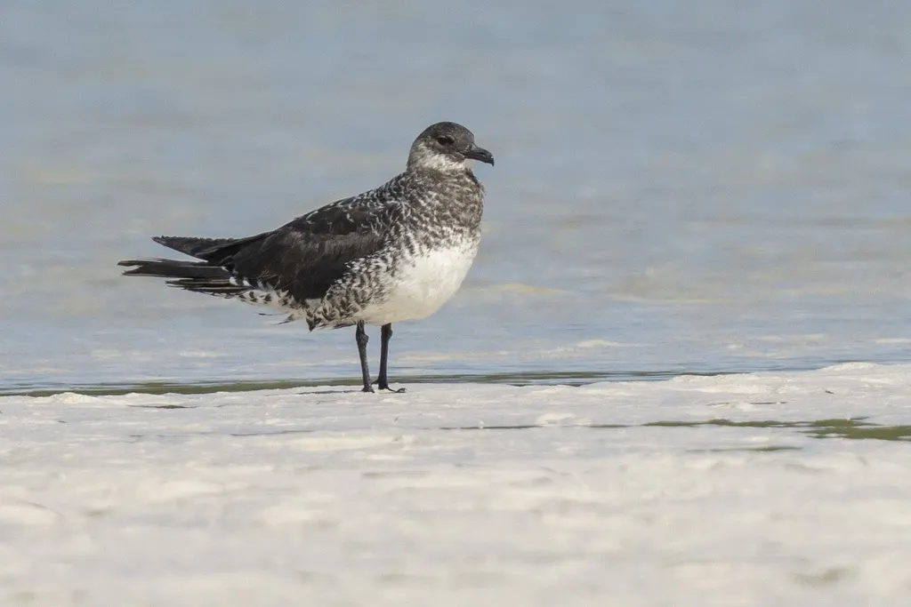 中贼鸥（Stercorarius pomarinus）