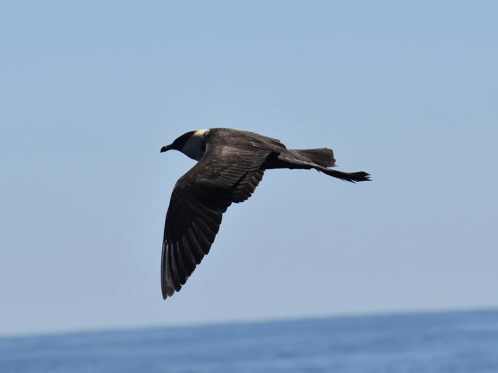 中贼鸥（Stercorarius pomarinus）