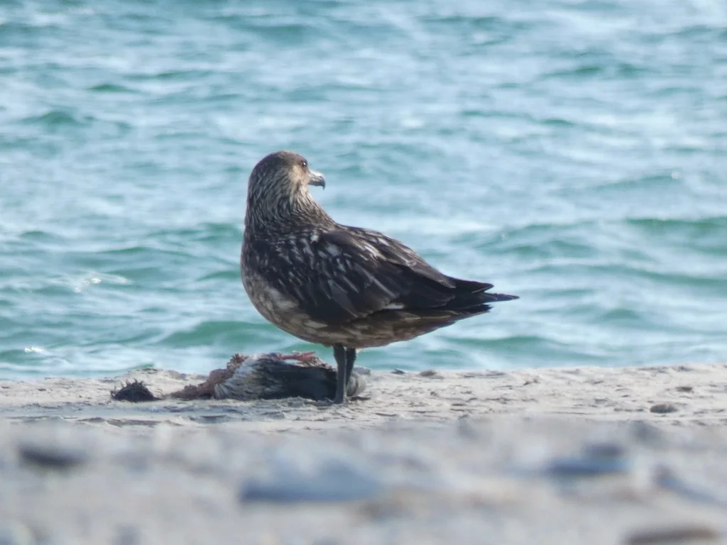 北贼鸥(Stercorarius skua)