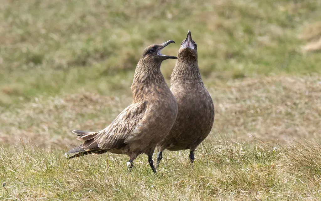 北贼鸥(Stercorarius skua)