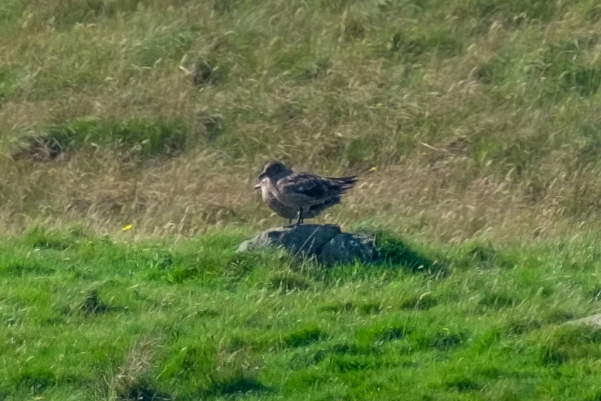 北贼鸥(Stercorarius skua)