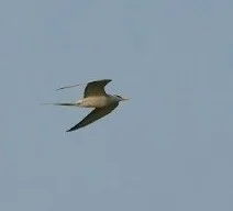 黄嘴河燕鸥(Sterna aurantia)