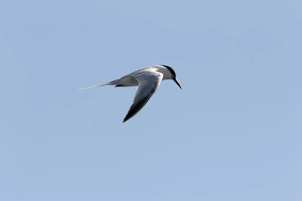 粉红燕鸥(Sterna dougallii)