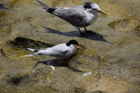 粉红燕鸥