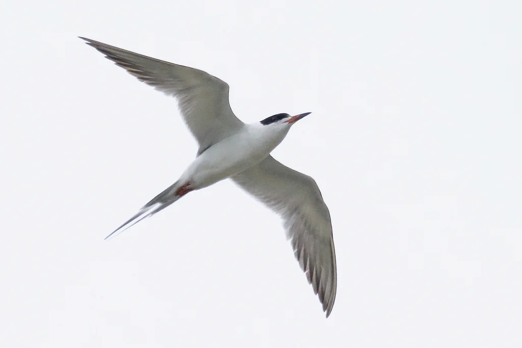 弗氏燕鸥(Sterna forsteri)
