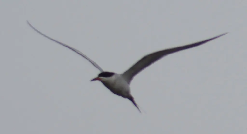 弗氏燕鸥(Sterna forsteri)