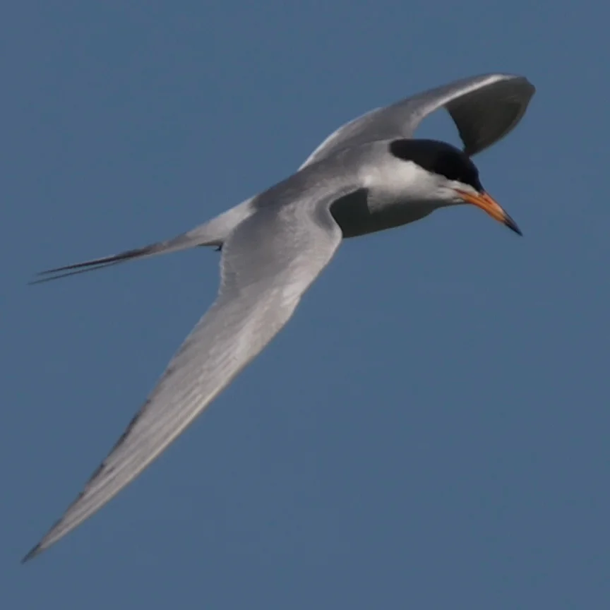弗氏燕鸥(Sterna forsteri)