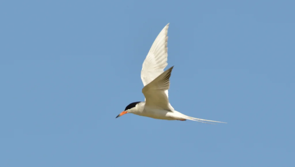 弗氏燕鸥(Sterna forsteri)