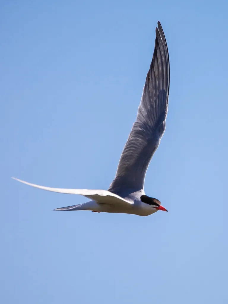 普通燕鸥(Sterna hirundo)