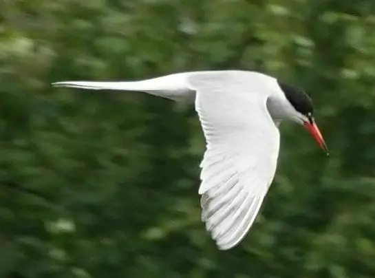 普通燕鸥(Sterna hirundo)