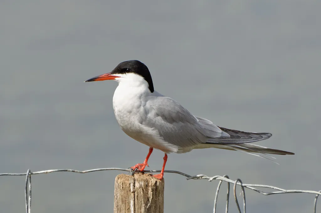 普通燕鸥(Sterna hirundo)