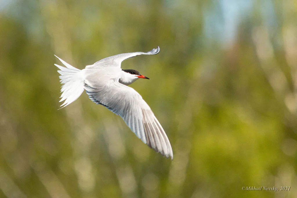 普通燕鸥(Sterna hirundo)