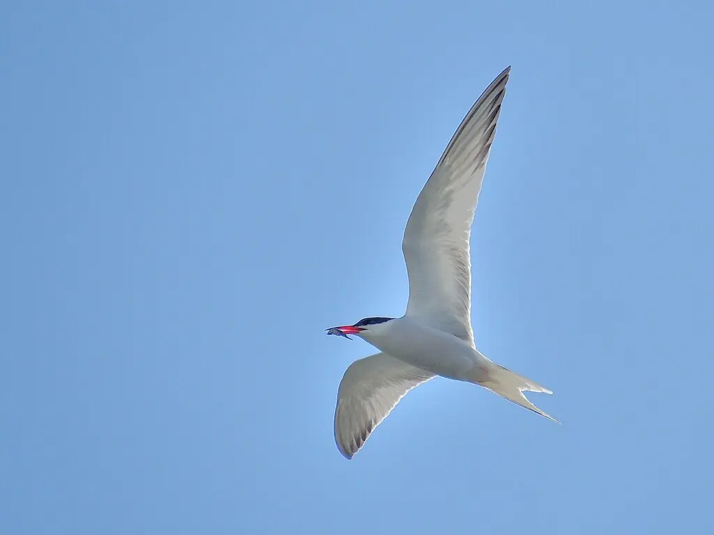普通燕鸥(Sterna hirundo)