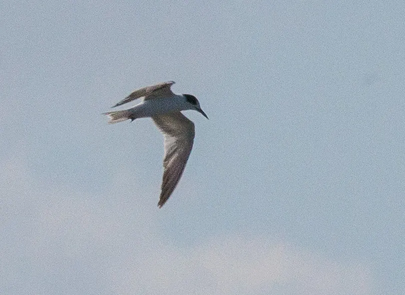 普通燕鸥(Sterna hirundo)