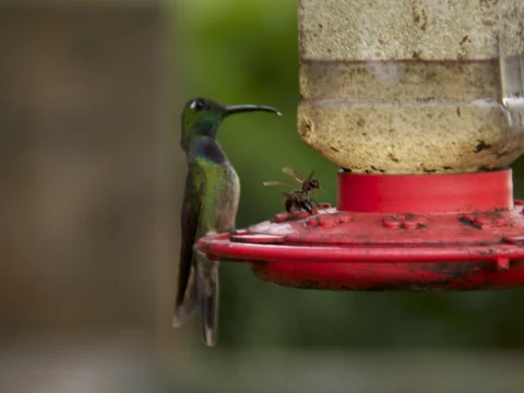 紫罗兰胸蜂鸟