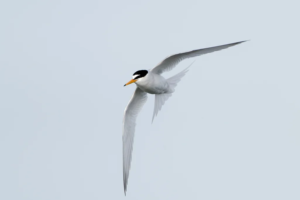 白额燕鸥(Sternula albifrons)