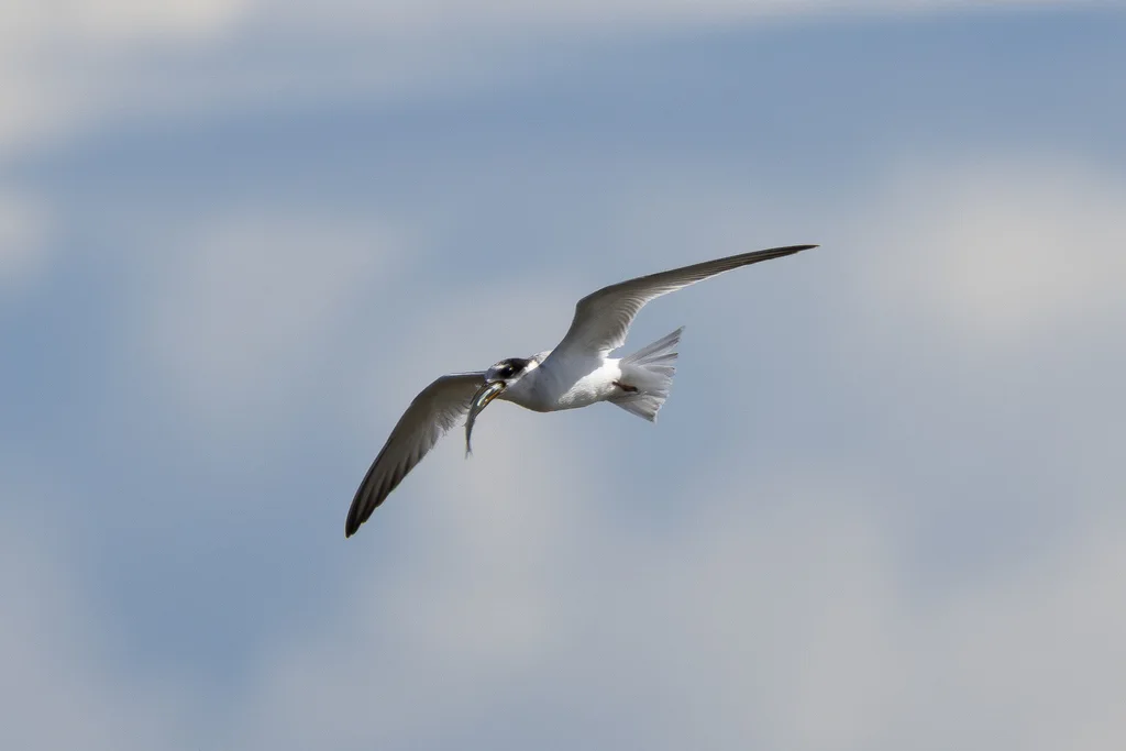 白额燕鸥(Sternula albifrons)
