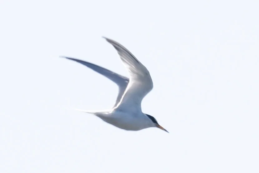 白额燕鸥(Sternula albifrons)