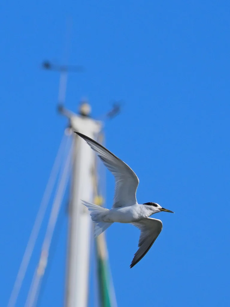 白额燕鸥(Sternula albifrons)
