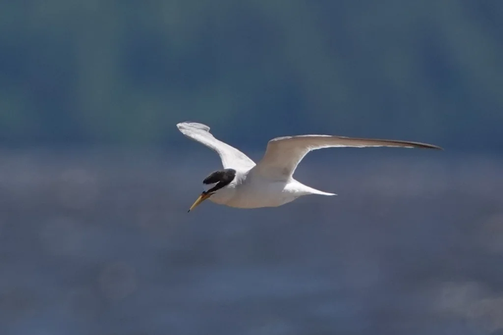 白额燕鸥(Sternula albifrons)