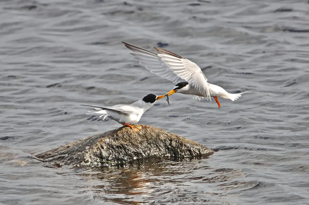 白额燕鸥(Sternula albifrons)
