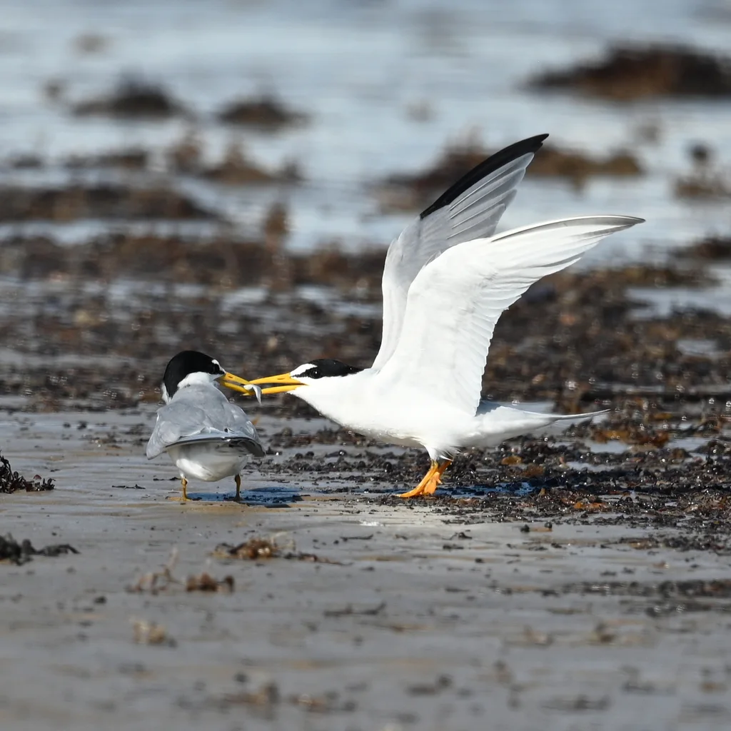 小白额燕鸥(Sternula antillarum)