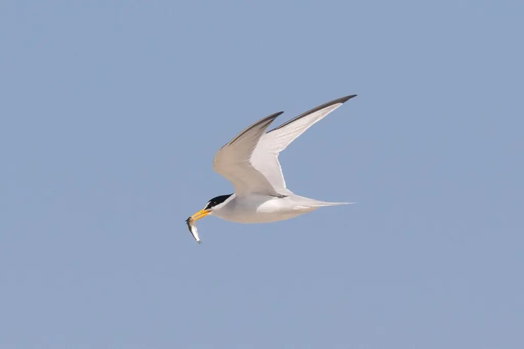 小白额燕鸥(Sternula antillarum)