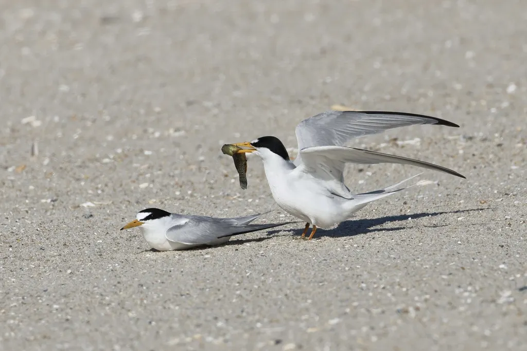 小白额燕鸥(Sternula antillarum)