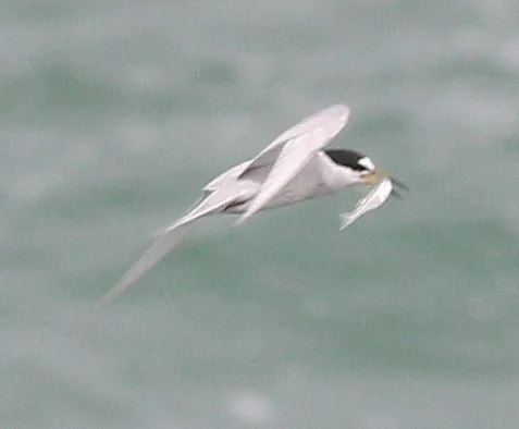 秘鲁燕鸥(Sternula lorata)