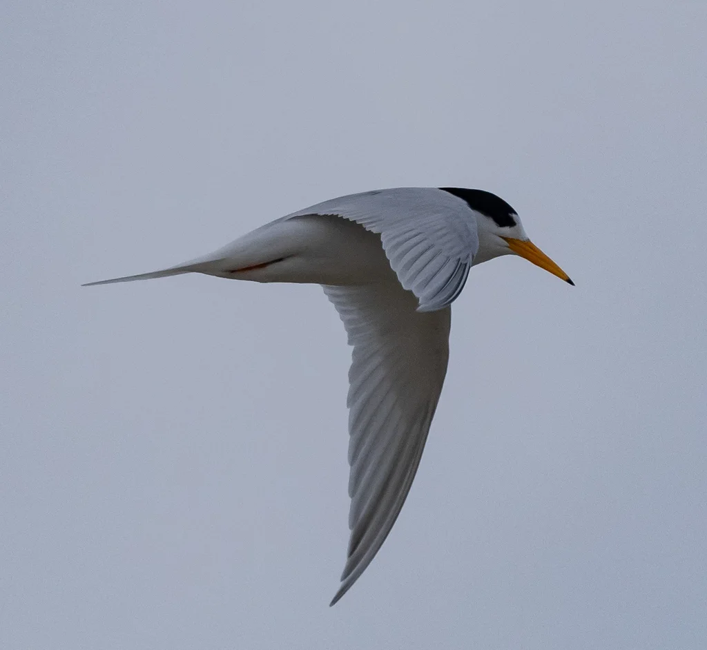 眼斑燕鸥（Sternula nereis）