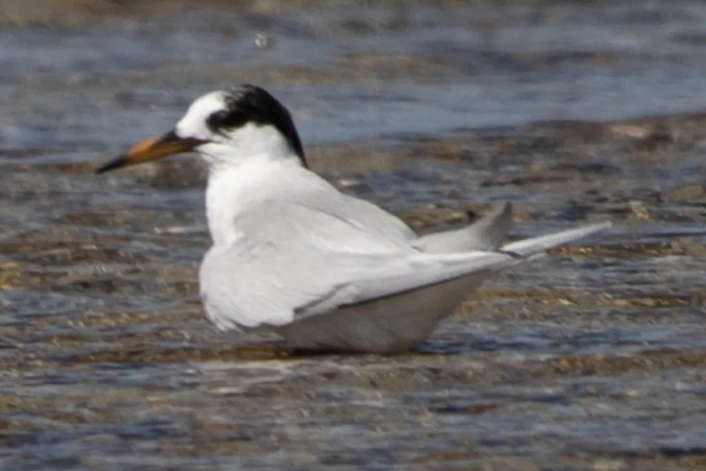 眼斑燕鸥（Sternula nereis）