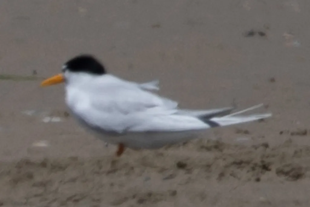 眼斑燕鸥（Sternula nereis）