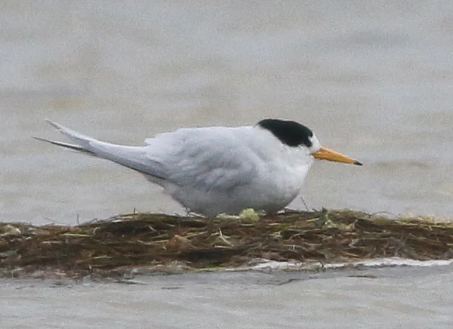 眼斑燕鸥（Sternula nereis）
