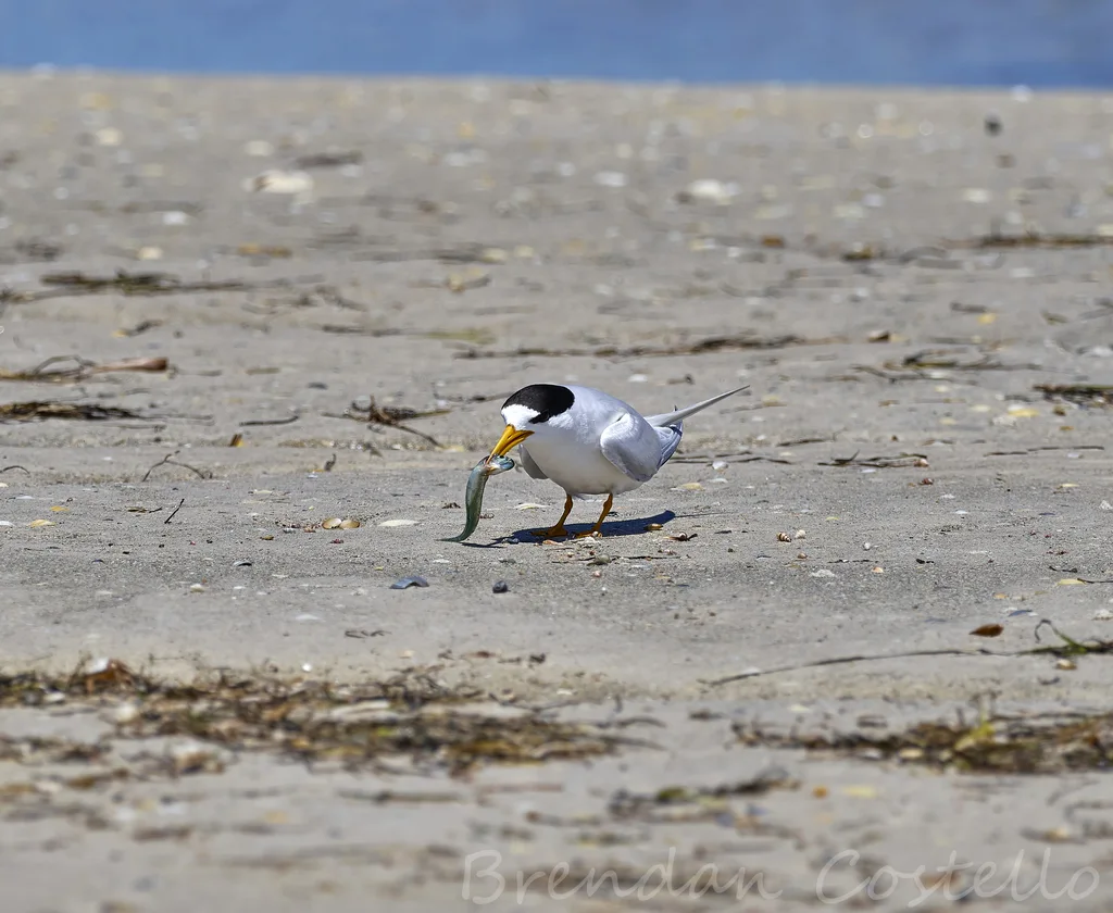 眼斑燕鸥（Sternula nereis）