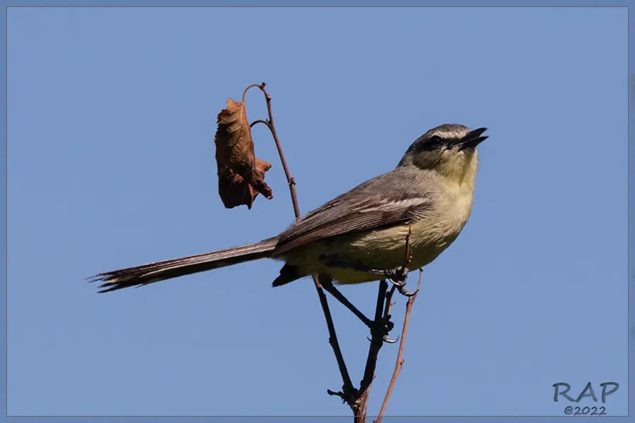 大霸鹟（Stigmatura budytoides）