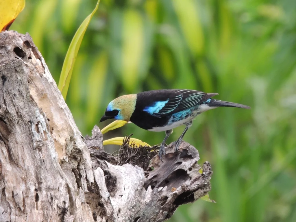 金头靓唐纳雀(Stilpnia larvata)