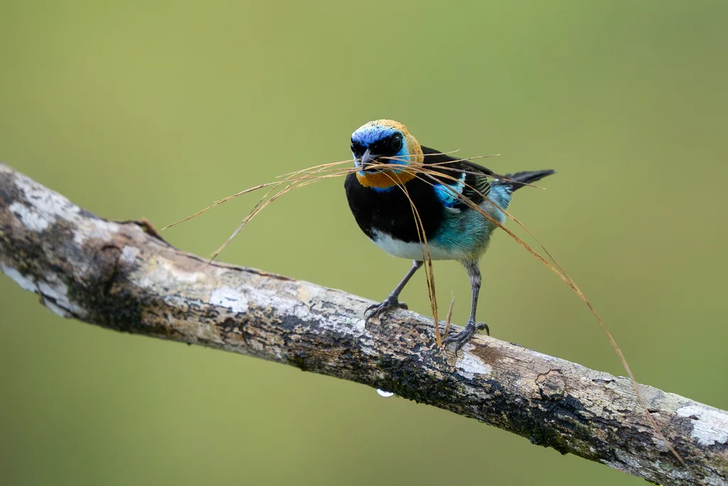金头靓唐纳雀(Stilpnia larvata)