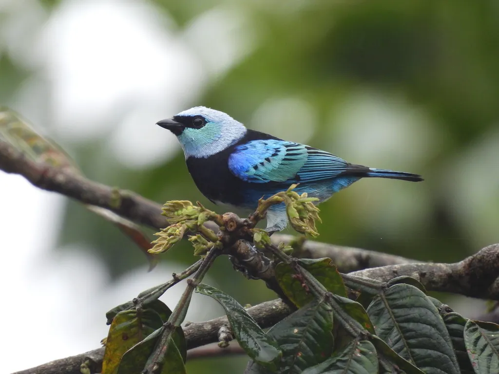 花脸靓唐纳雀(Stilpnia nigrocincta)