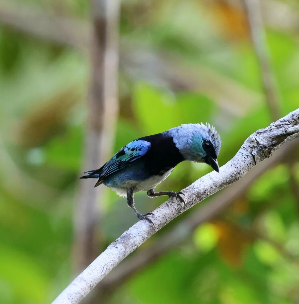 花脸靓唐纳雀(Stilpnia nigrocincta)