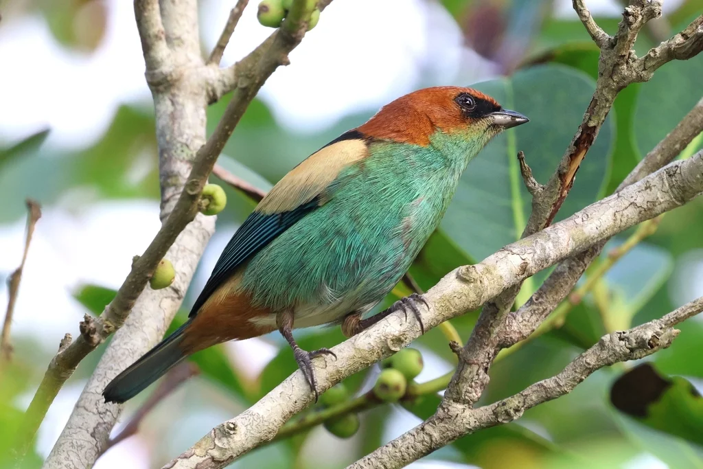 黑背靓唐纳雀(Stilpnia peruviana)