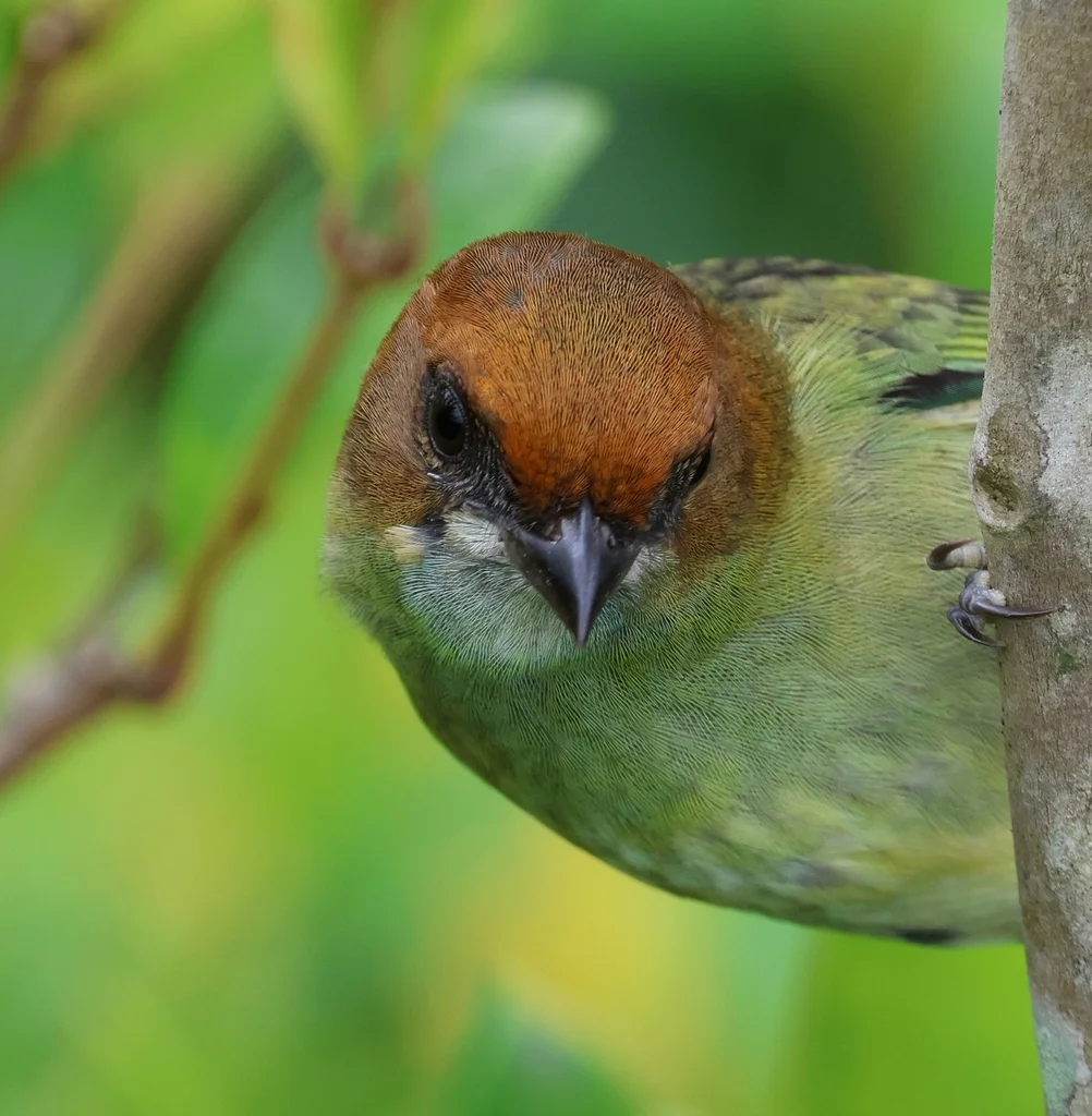 黑背靓唐纳雀(Stilpnia peruviana)