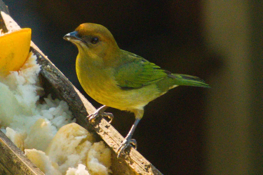 黑背靓唐纳雀(Stilpnia peruviana)